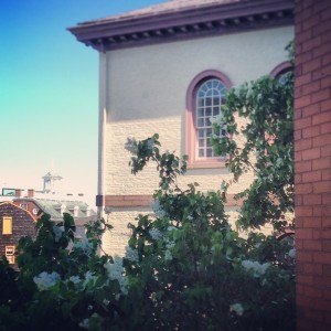 The lilac shrub in full bloom at NHS headquarters.