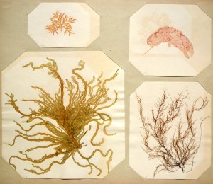 A selection of seaweed featured in "Flowers of the Ocean"